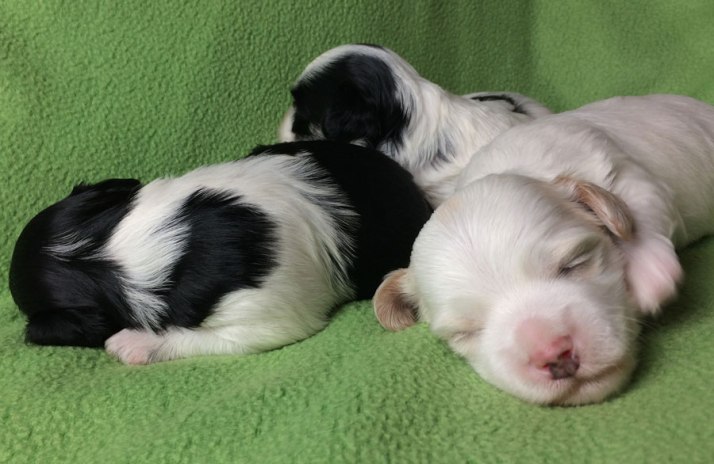 Bichon Havanais puppies