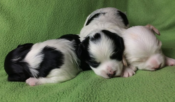 Bichon Havanais puppies