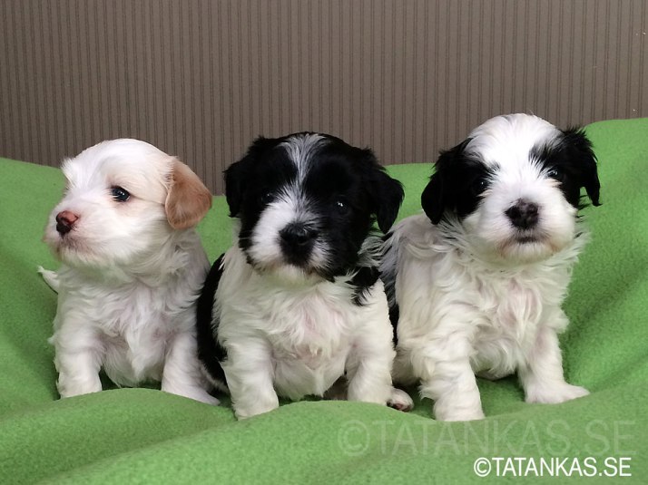 Tatankas Bichon Havanais valpar fyra veckor