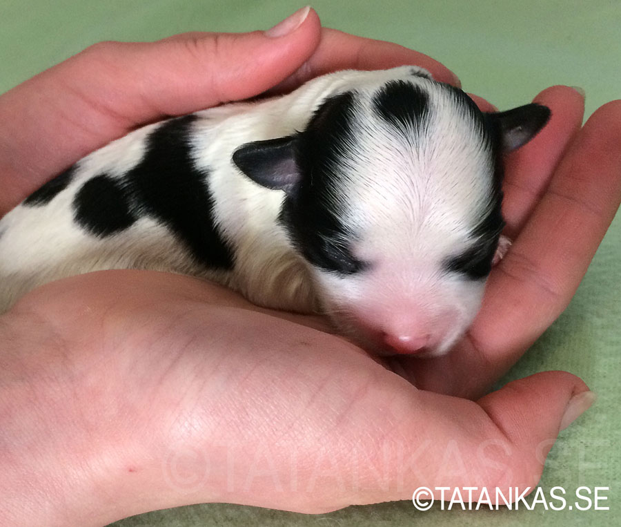 Bichon Havanais puppy Dublin Bay