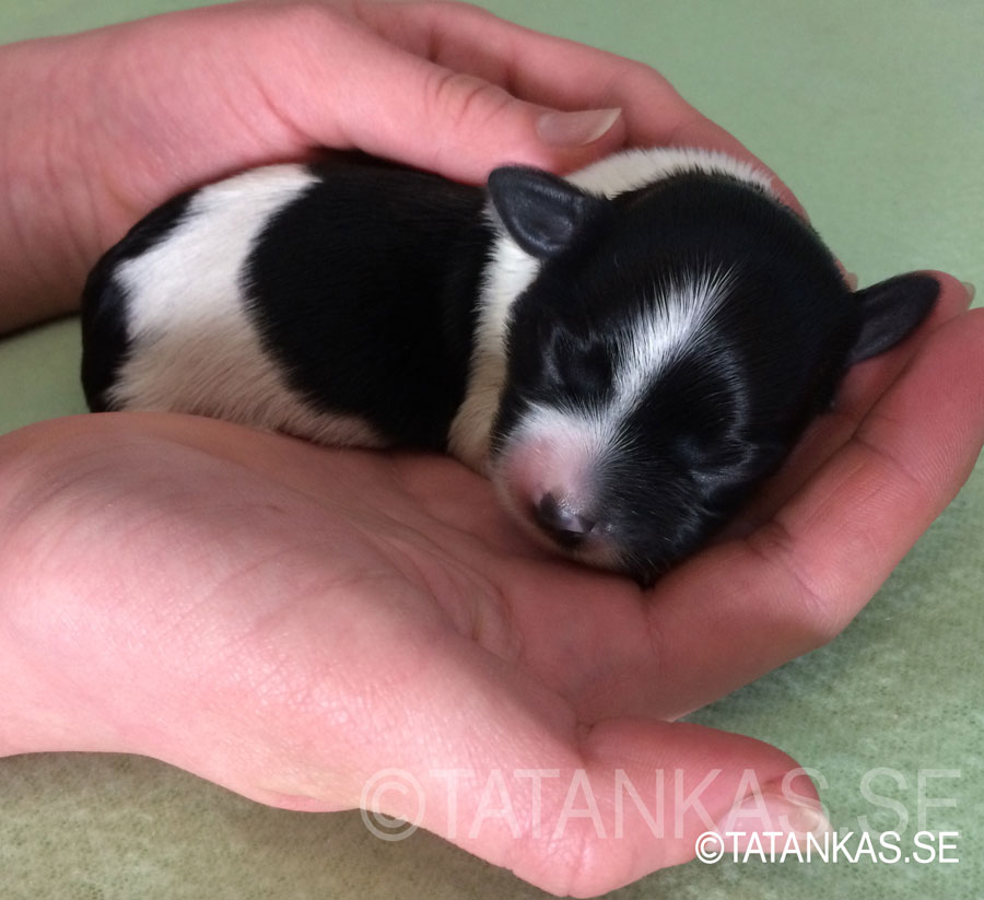 Bichon Havanais puppy Rebecka