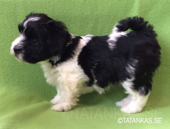 Tatankas Bichon Havanais valp 6 veckor