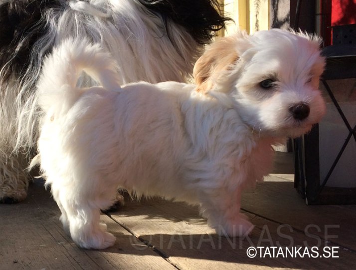 Tatankas Bichon Havanais valp 6 veckor