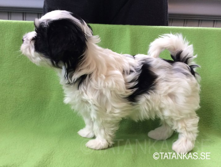 Tatankas Bichon Havanais valp 6 veckor