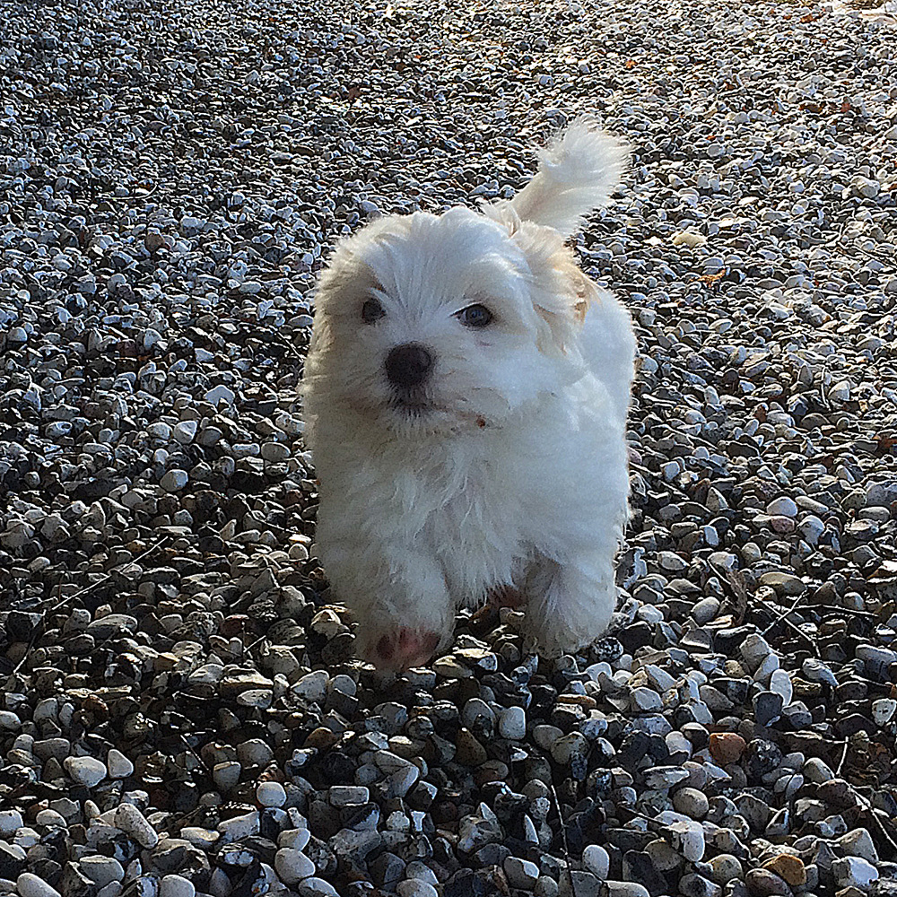 Tatankas Kennel Bichon Havanais valpar D-kullen