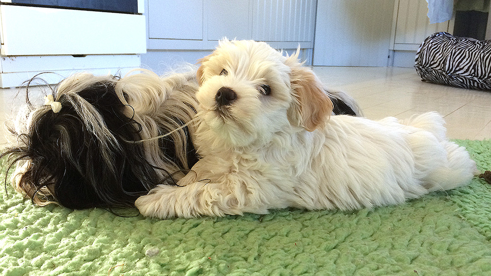 Tatankas Kennel Bichon Havanais valpar D-kullen