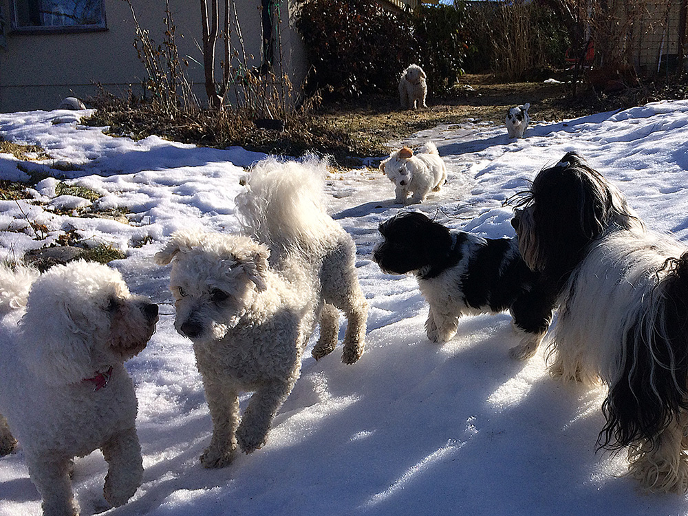 Tatankas Kennel Bichon Havanais valpar D-kullen