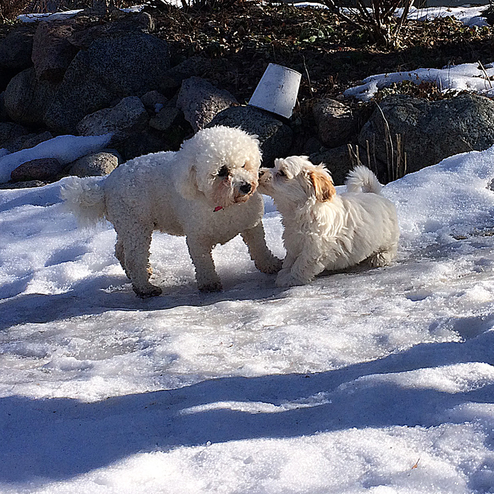 Tatankas Kennel Bichon Havanais valpar D-kullen