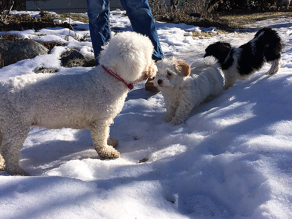 Tatankas Kennel Bichon Havanais valpar D-kullen