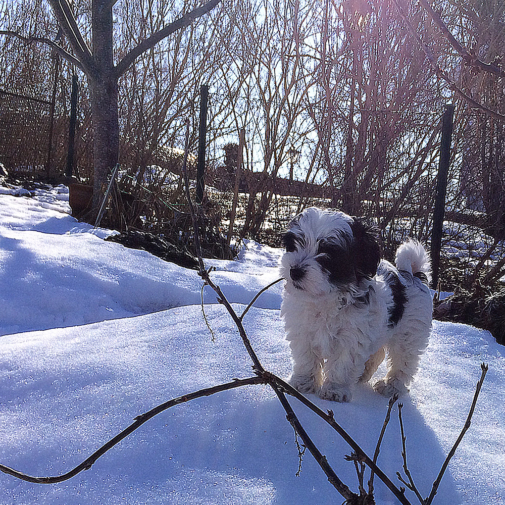 Tatankas Kennel Bichon Havanais valpar D-kullen