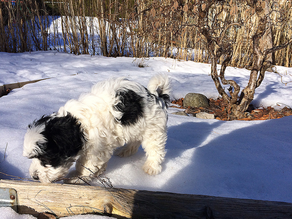 Tatankas Kennel Bichon Havanais valpar D-kullen