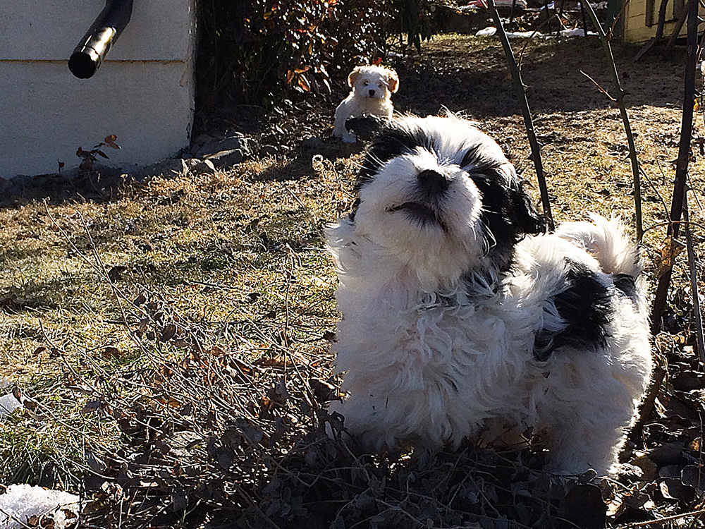 Tatankas Kennel Bichon Havanais valpar D-kullen