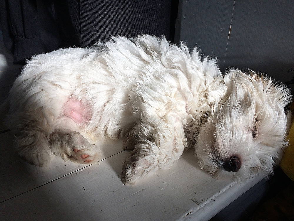 Tatankas Kennel Bichon Havanais valpar D-kullen