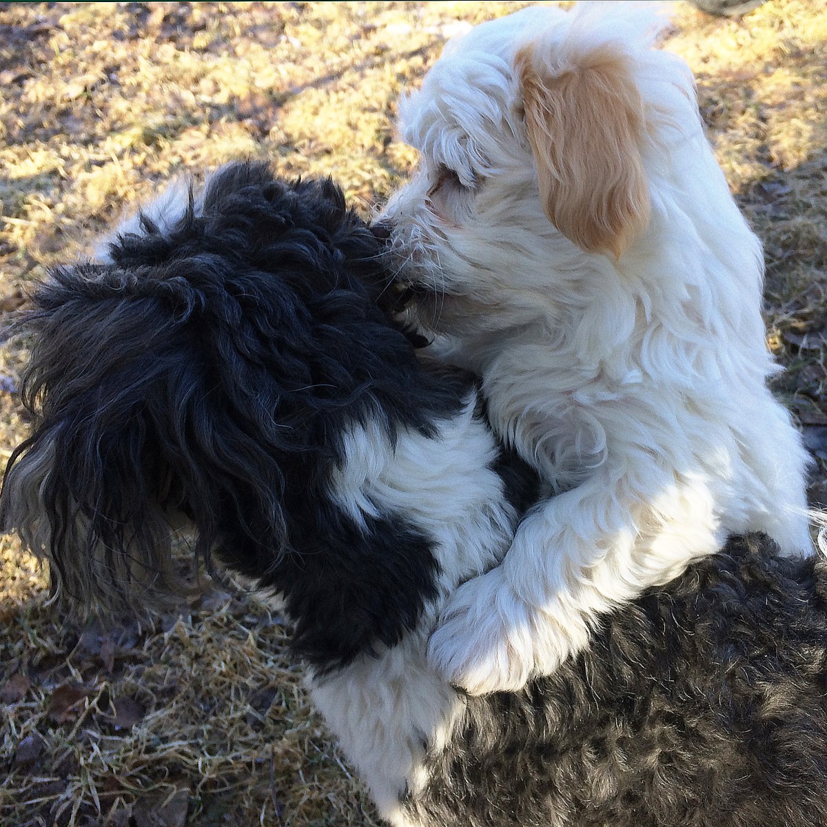 Tatankas Kennel Bichon Havanais valpar D-kullen