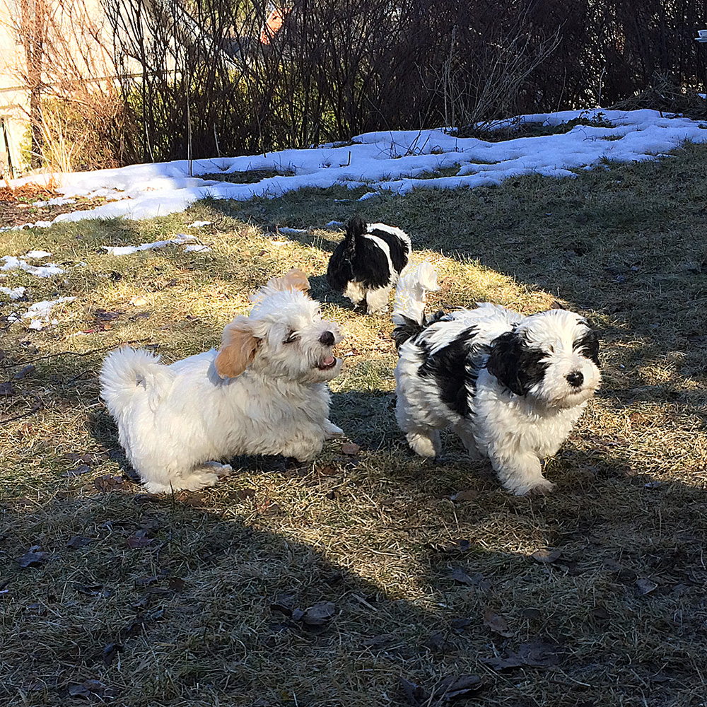 Tatankas Kennel Bichon Havanais valpar D-kullen