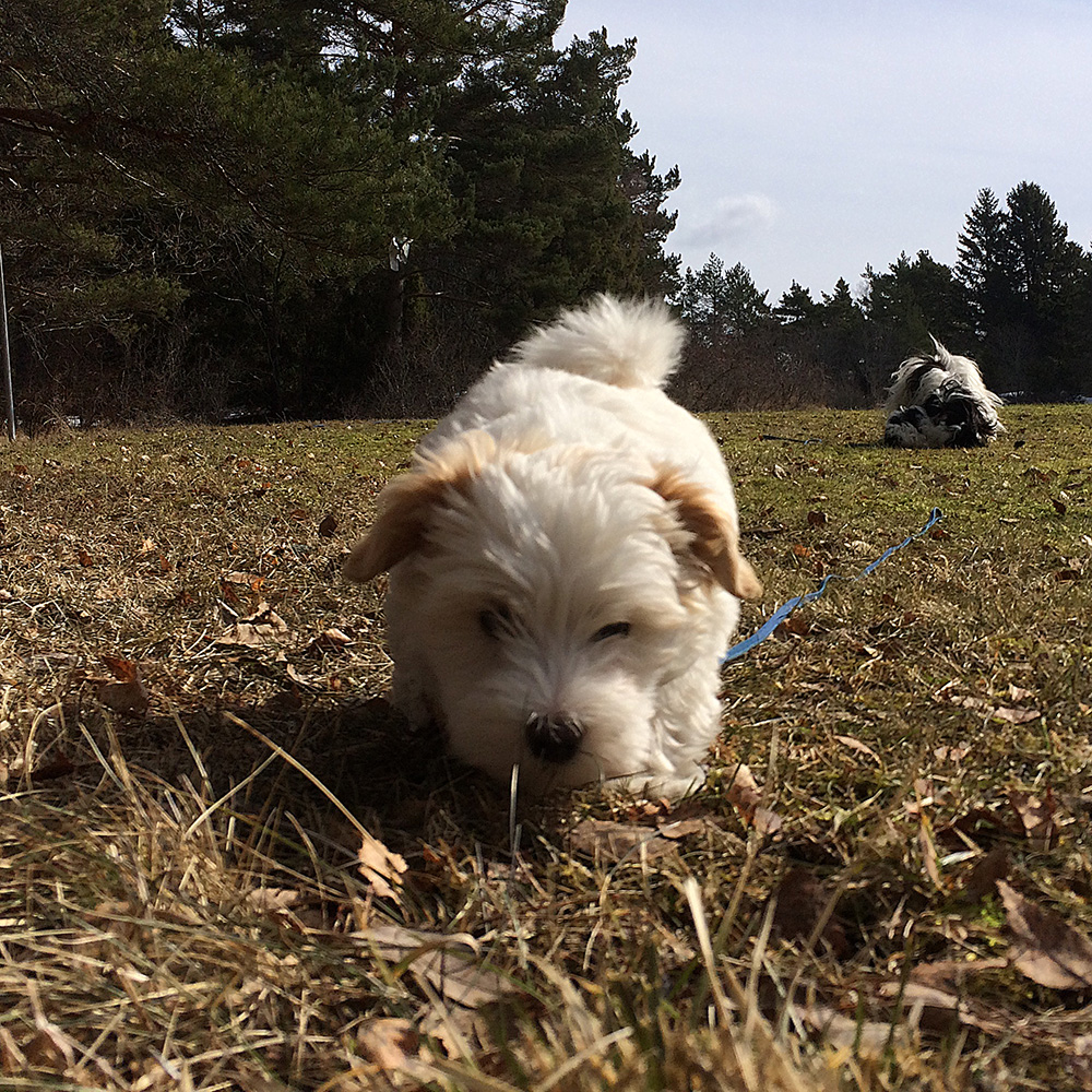 Tatankas Kennel Bichon Havanais valpar D-kullen