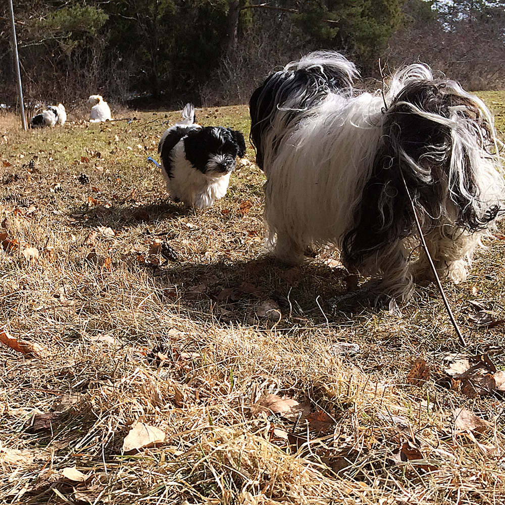 Tatankas Kennel Bichon Havanais valpar D-kullen