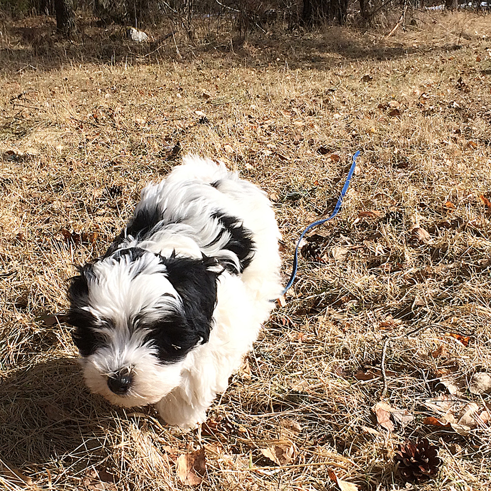 Tatankas Kennel Bichon Havanais valpar D-kullen