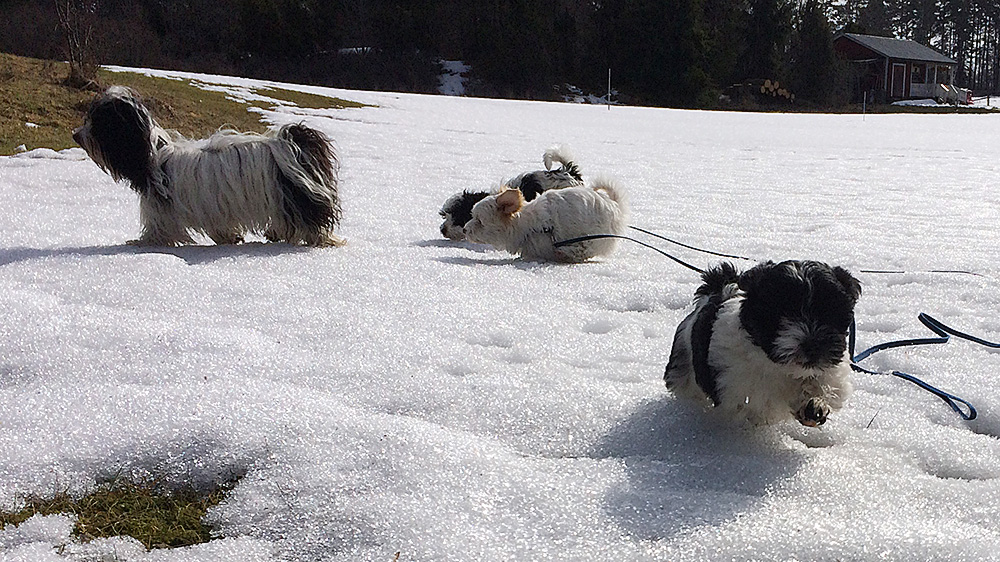 Tatankas Kennel Bichon Havanais valpar D-kullen