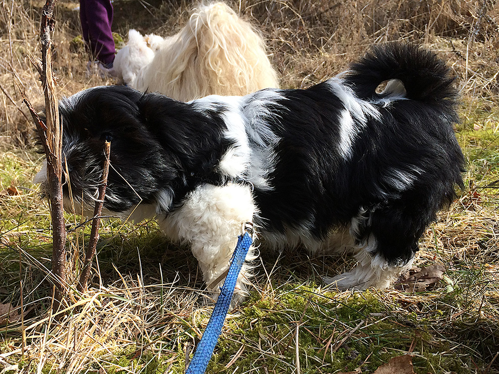 Tatankas Kennel Bichon Havanais valpar D-kullen