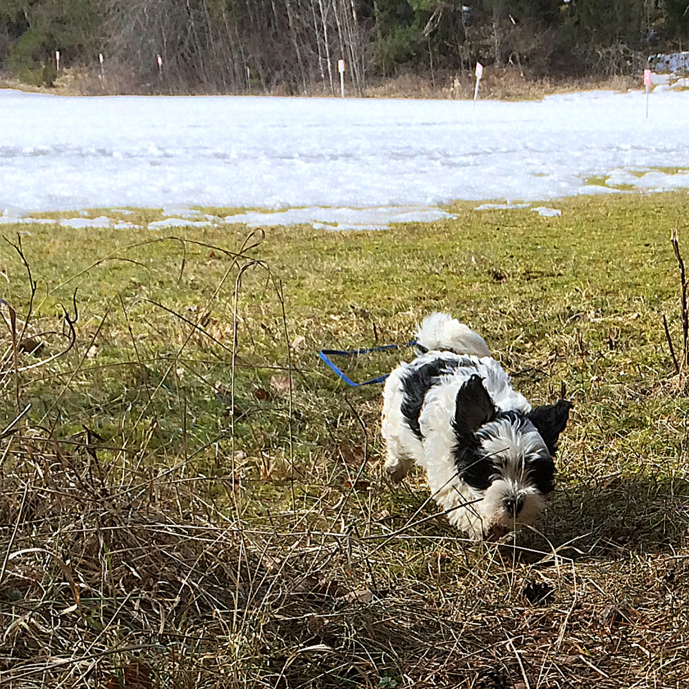 Tatankas Kennel Bichon Havanais valpar D-kullen