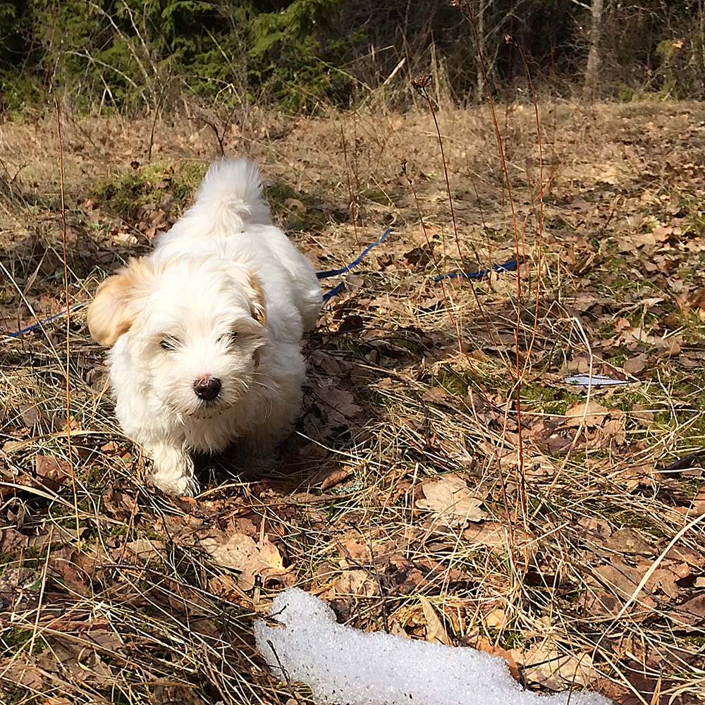 Tatankas Kennel Bichon Havanais valpar D-kullen