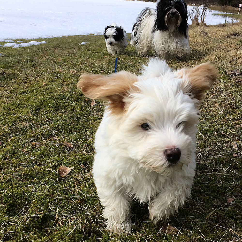 Tatankas Kennel Bichon Havanais valpar D-kullen