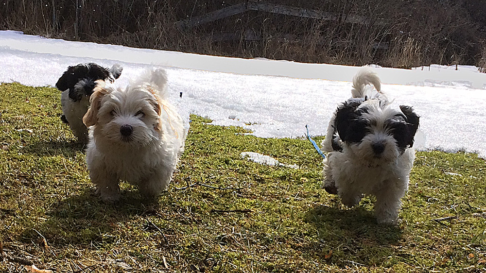 Tatankas Kennel Bichon Havanais valpar D-kullen