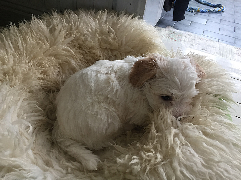 Tatankas Kennel Bichon Havanais valpar D-kullen