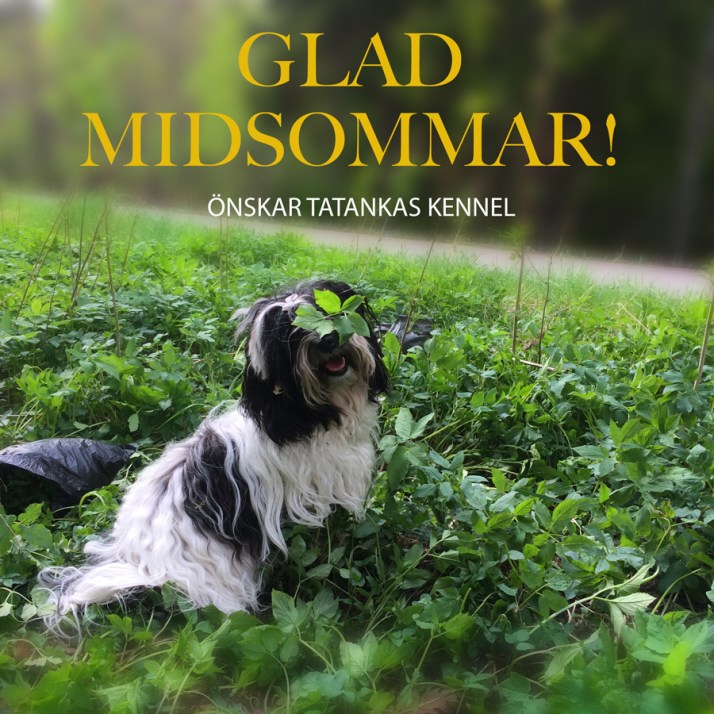 Bichon Havanais i Kirskål