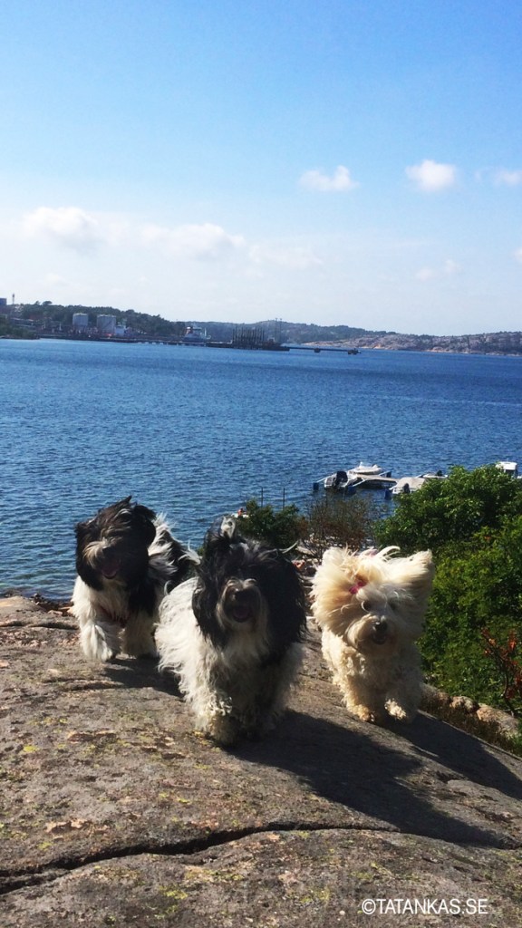 Näva, Beckie och Scilla på klipporna på västkusten