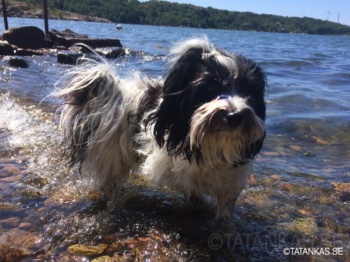 Näva går i vattnet