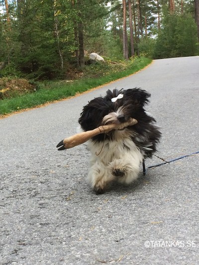 Bichon Havanais valp puppy