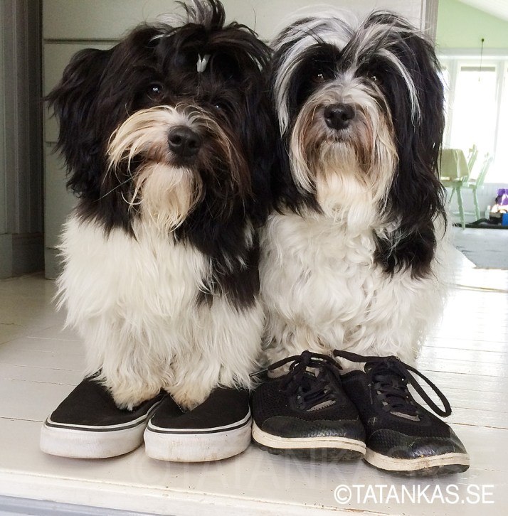 Bichon Havanais tikar