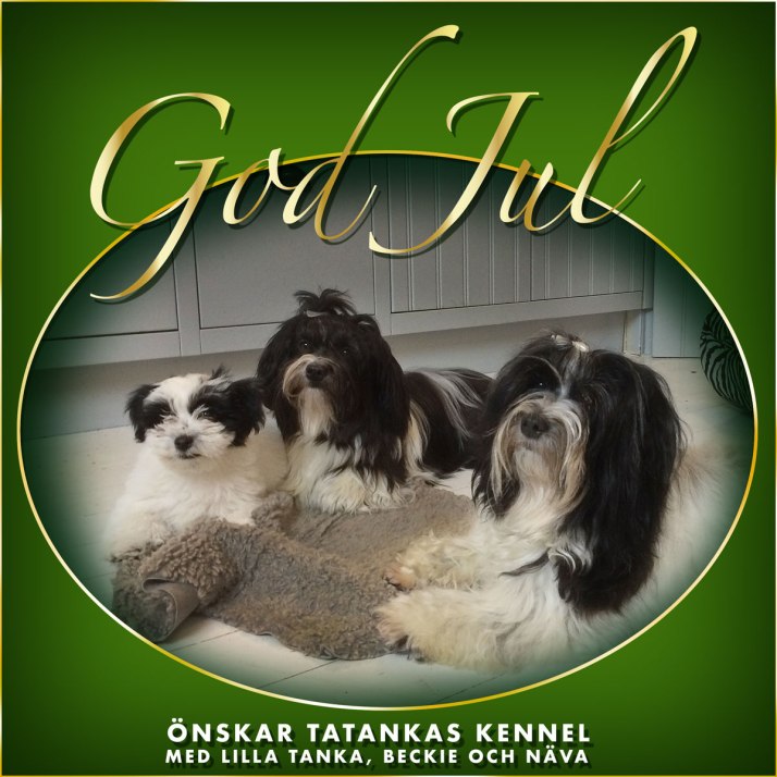 Bichon havanais christmas greetings