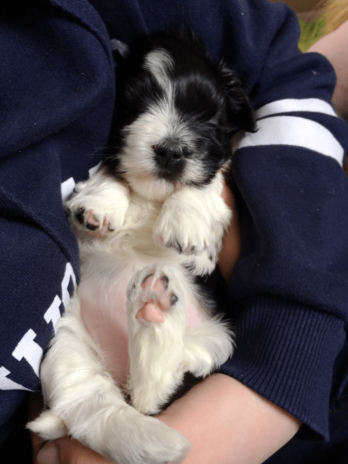 Bichon Havanais Beckie