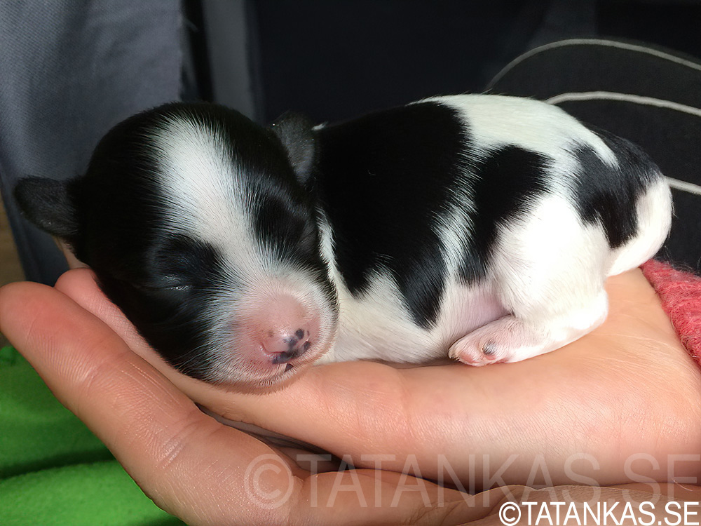 Bichon Havanais tik valp