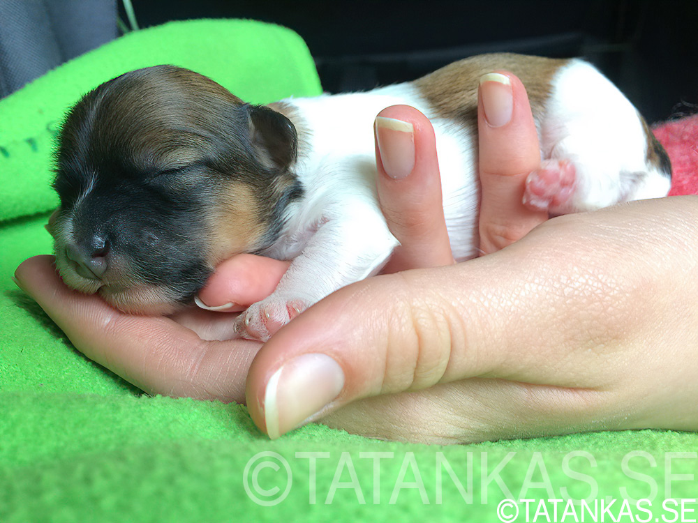 Bichon Havanais tik valp