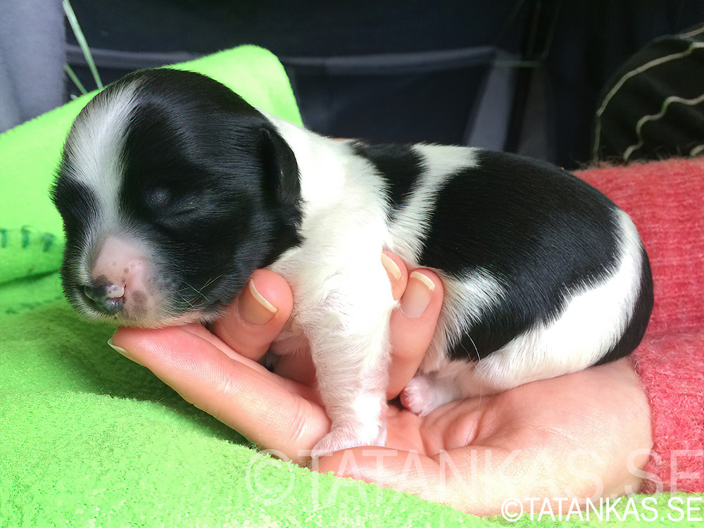 Bichon Havanais tik valp