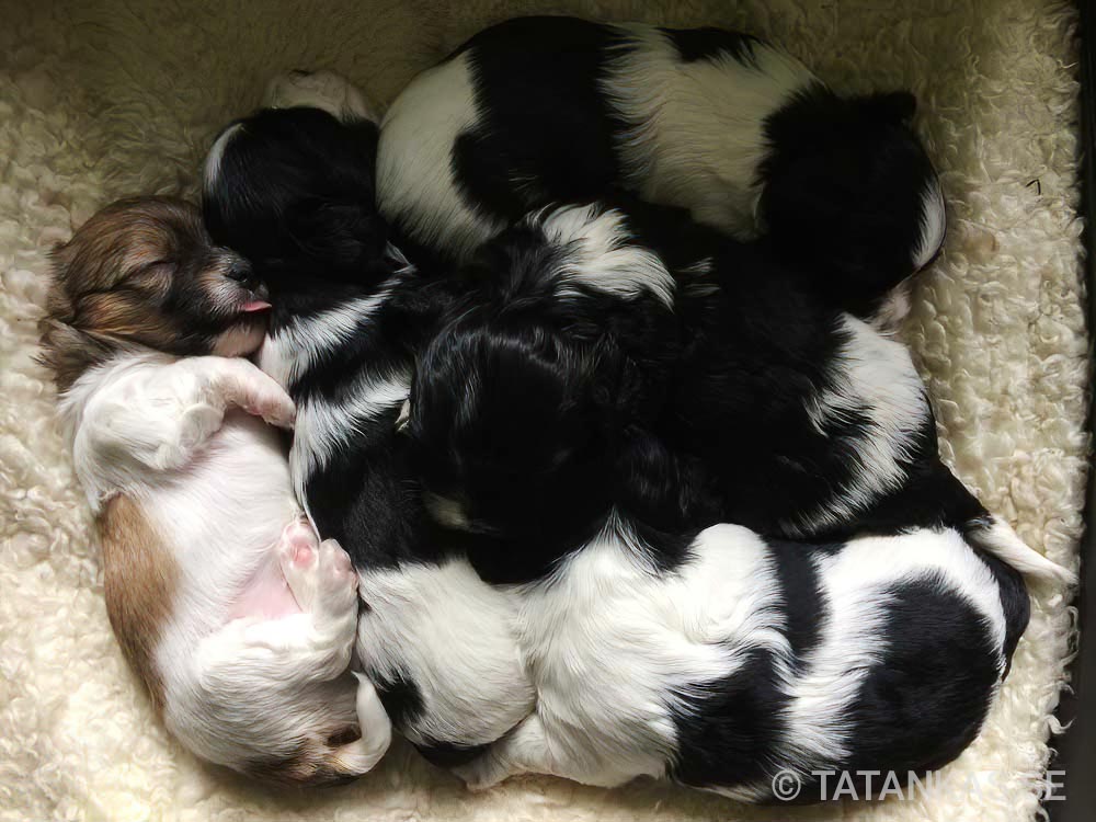 Bichon Havanais puppies