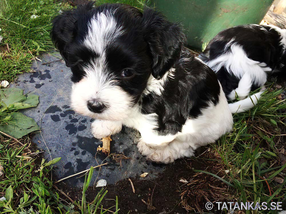 Bichon Havanais puppies