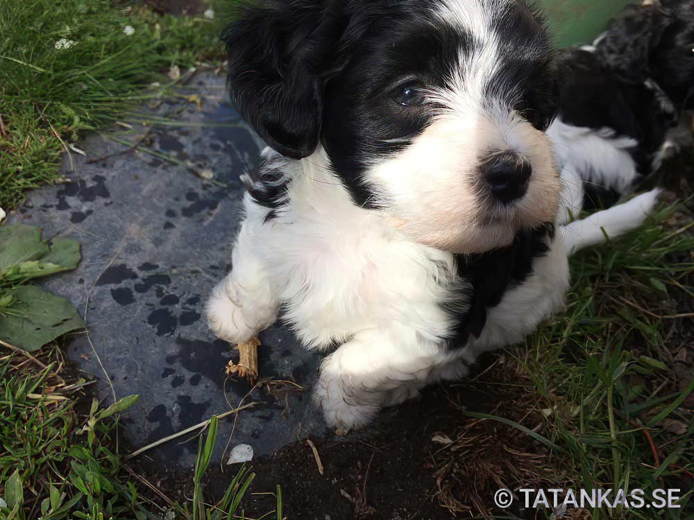 Bichon Havanais puppies