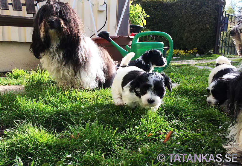 Bichon Havanais puppies