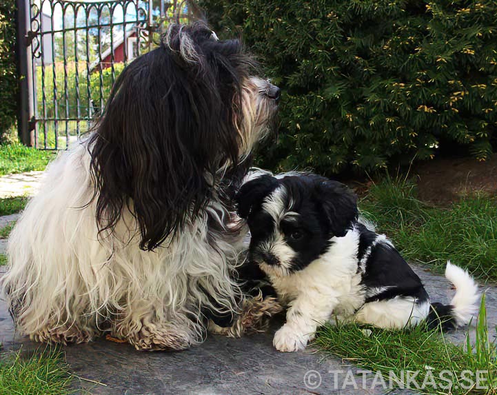 Bichon Havanais puppies