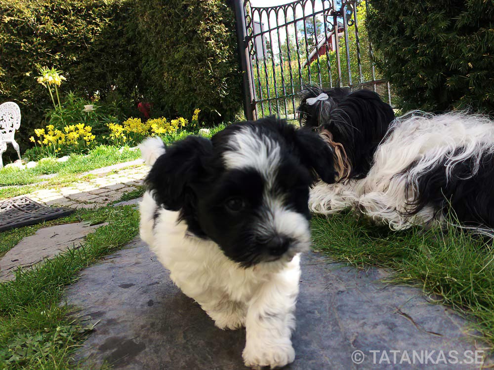 Bichon Havanais puppies