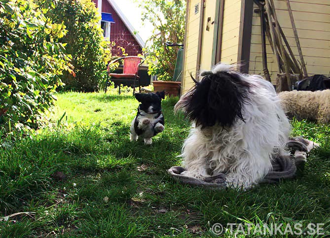 Bichon Havanais puppies