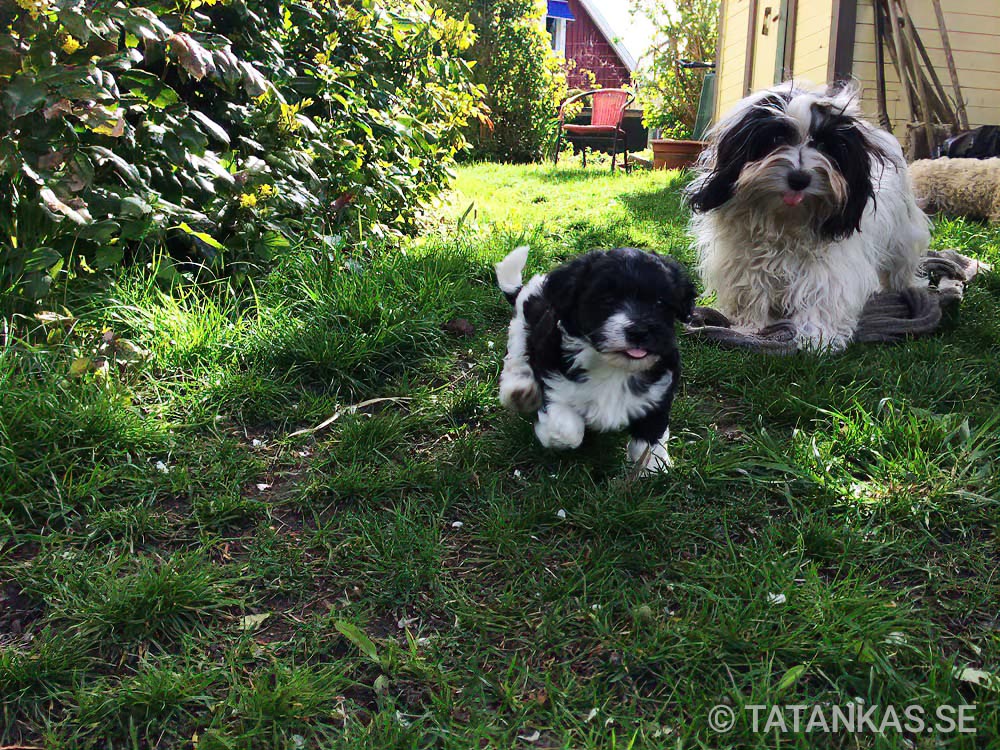 Bichon Havanais puppies