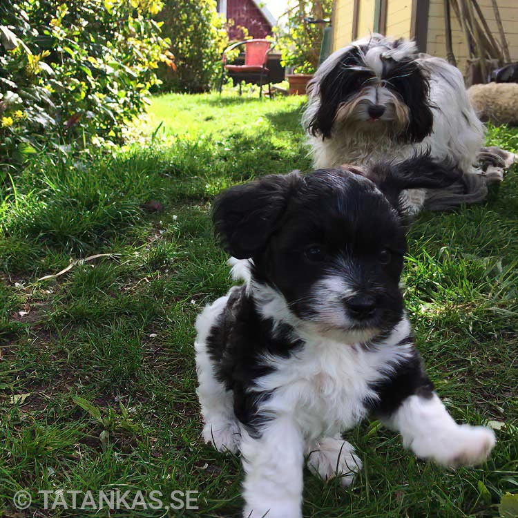 Bichon Havanais puppies