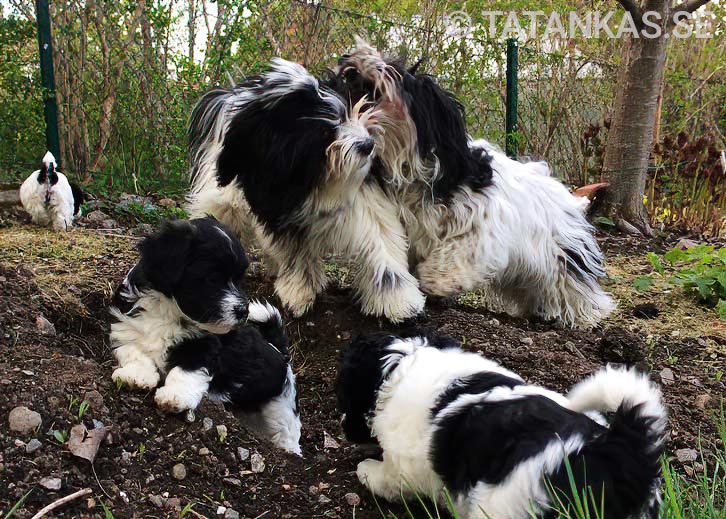 Bichon Havanais puppies