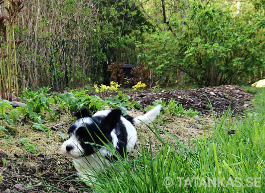 Bichon Havanais puppies
